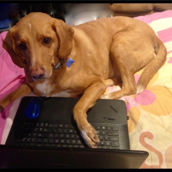 Meet your Posher, Cheryl - Picture 5 of 7